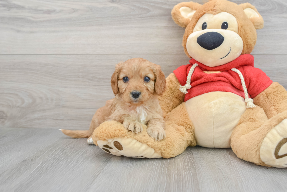 Funny Cavapoo Poodle Mix Pup