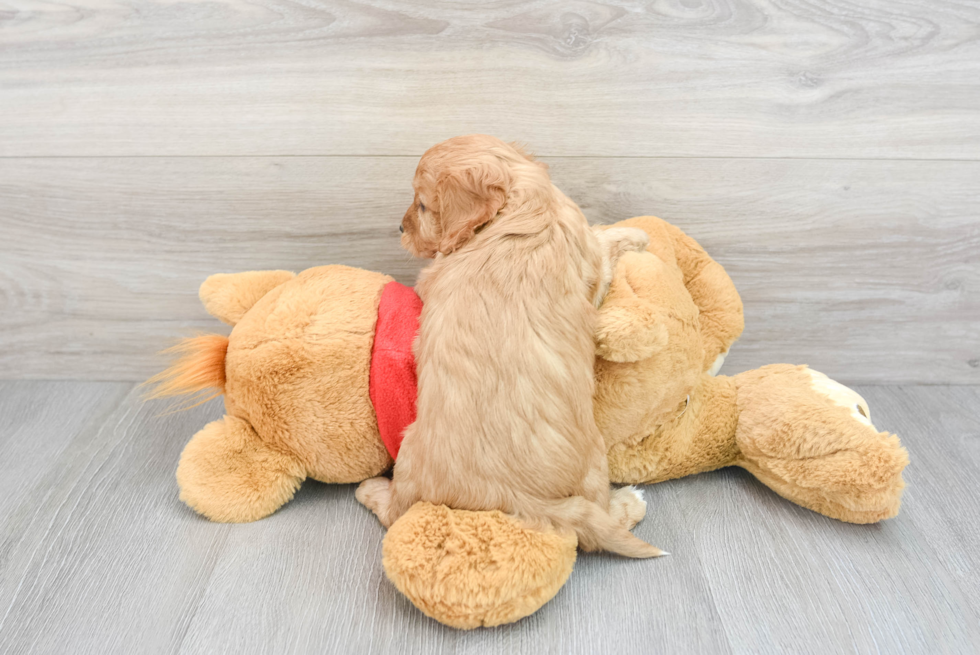 Adorable Cavoodle Poodle Mix Puppy