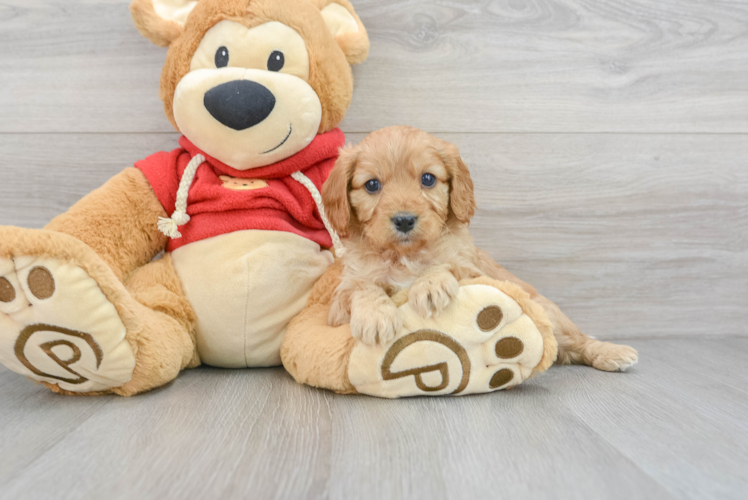 Adorable Cavoodle Poodle Mix Puppy