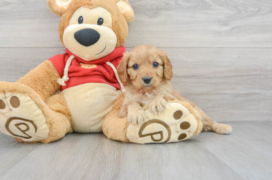 Adorable Cavoodle Poodle Mix Puppy