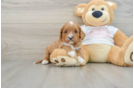 Cavapoo Puppy for Adoption