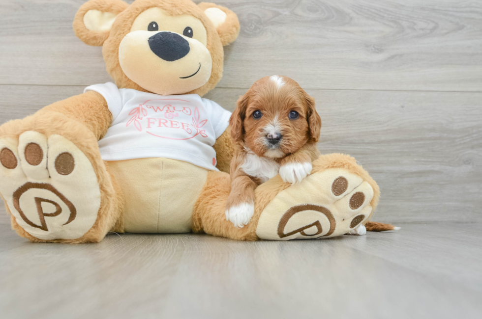 5 week old Cavapoo Puppy For Sale - Puppy Love PR