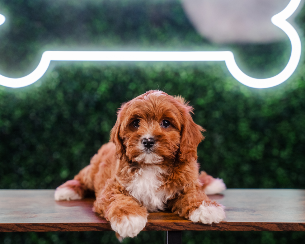 Cavapoo Puppy for Adoption