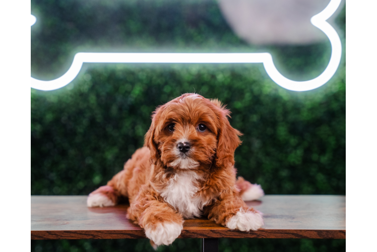 Meet Canela - our Cavapoo Puppy Photo 1/4 - Puppy Love PR Cavapoo Puppy for Adoption