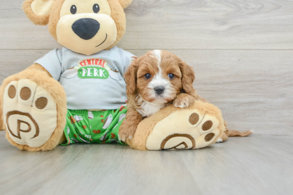 Friendly Cavapoo Baby