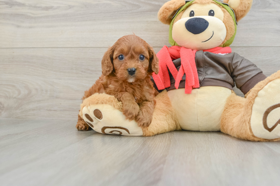 8 week old Cavapoo Puppy For Sale - Puppy Love PR