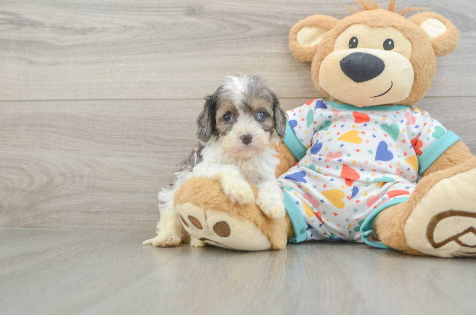 5 week old Cavapoo Puppy For Sale - Puppy Love PR