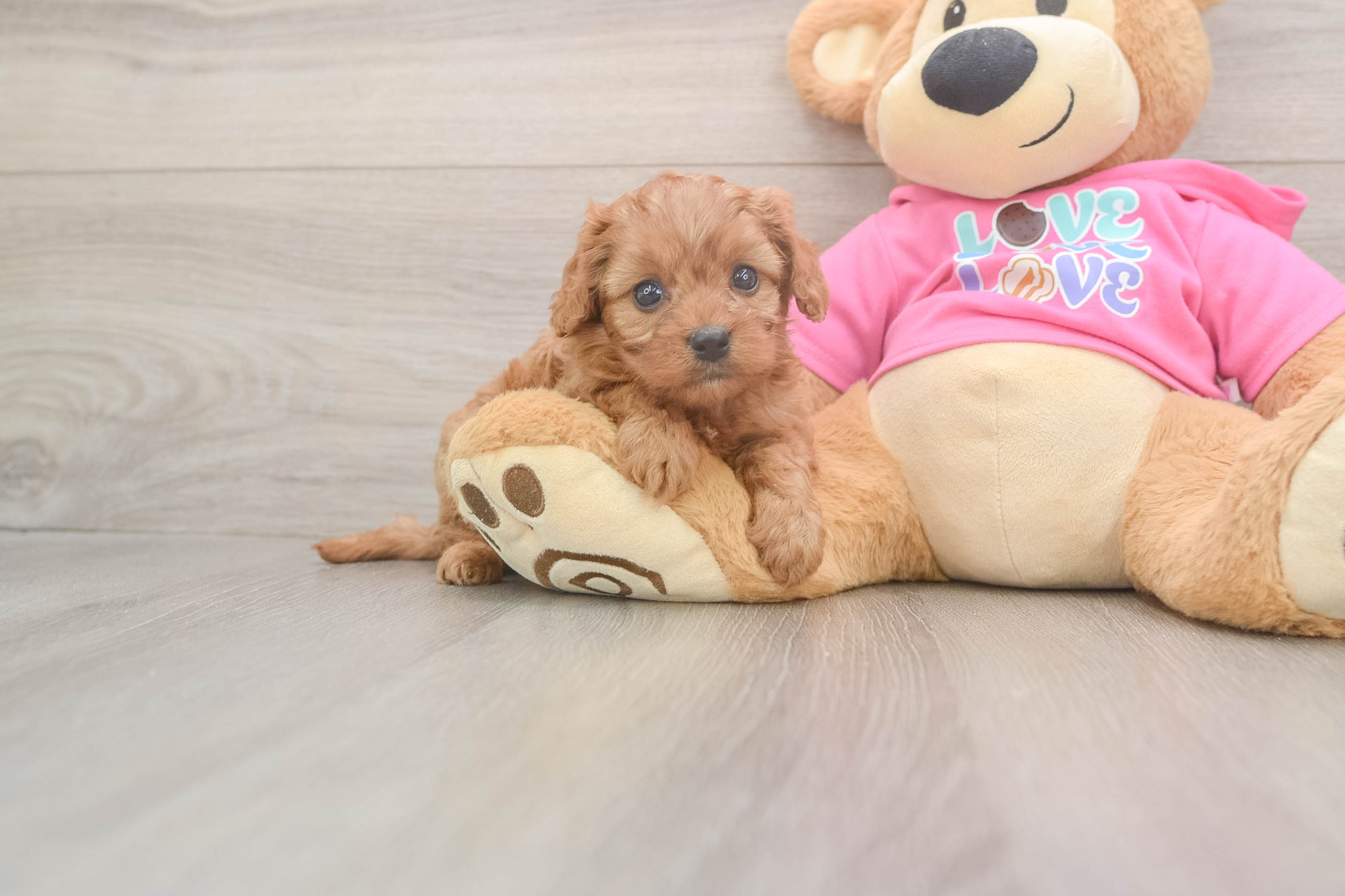 Friendly Cavapoo Baby