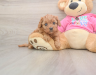 7 week old Cavapoo Puppy For Sale - Puppy Love PR