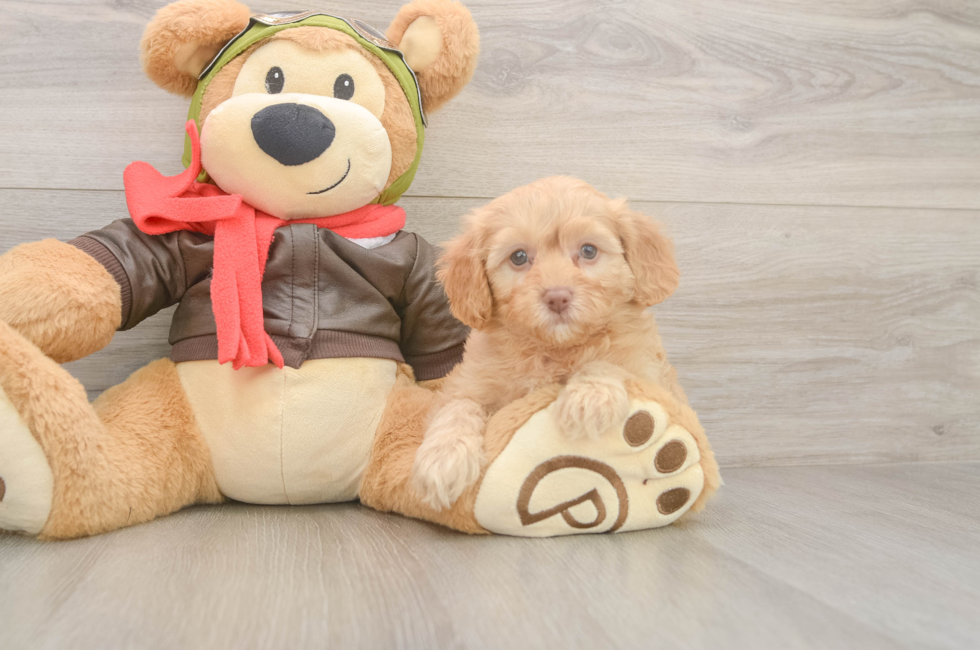 6 week old Cavapoo Puppy For Sale - Puppy Love PR