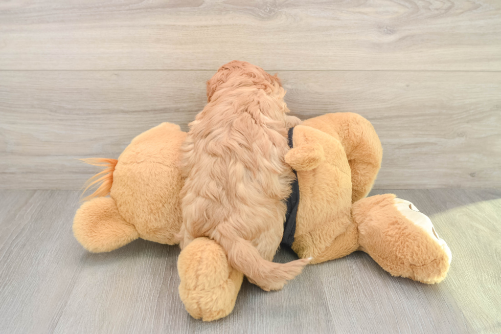 Popular Cavapoo Poodle Mix Pup