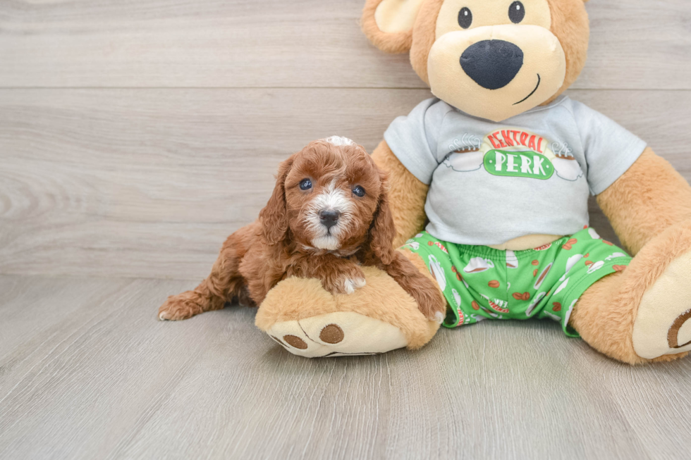 Cavapoo Pup Being Cute