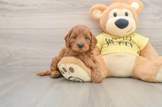 Funny Cavapoo Poodle Mix Pup