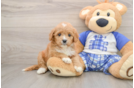 Cavapoo Pup Being Cute