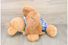 Funny Cavapoo Poodle Mix Pup
