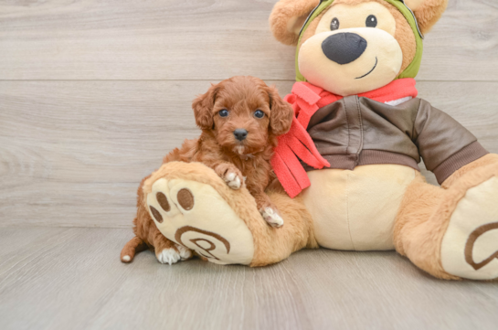 ALBANY, compañero(a) de camada de Cavapoo
