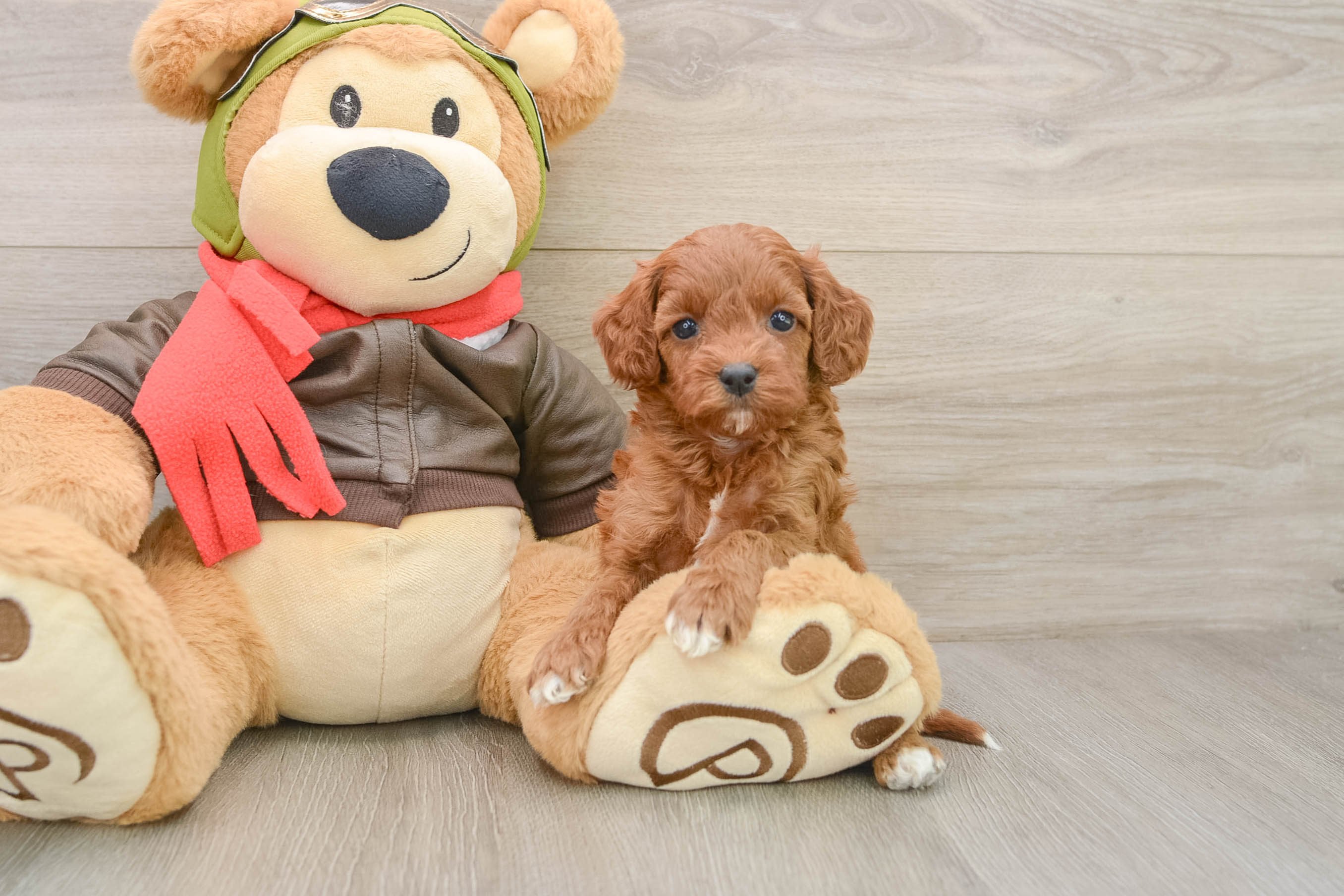 Petite Cavapoo Poodle Mix Pup