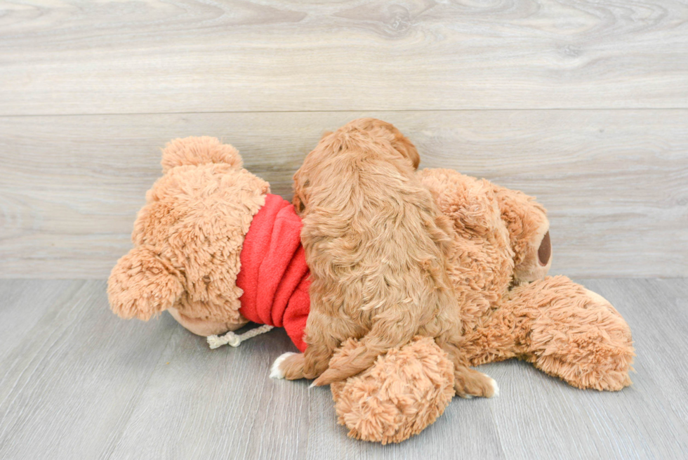 Cavapoo Pup Being Cute