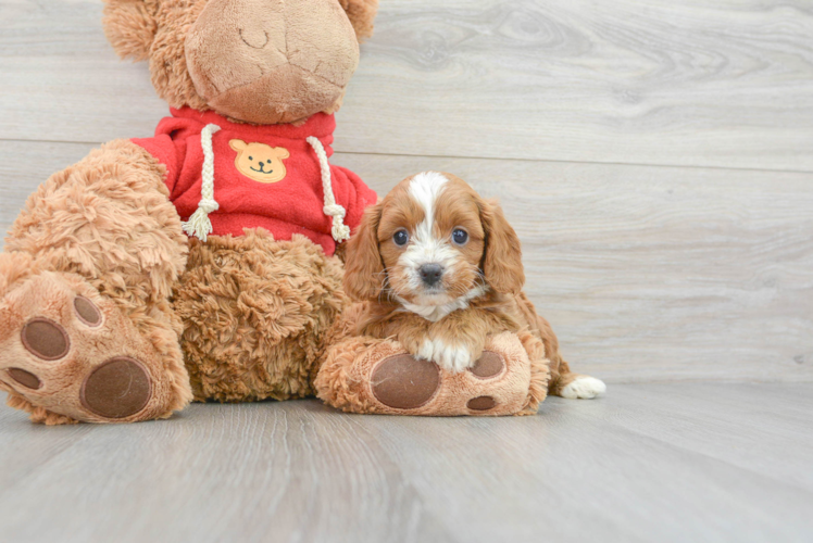 Cavapoo Pup Being Cute