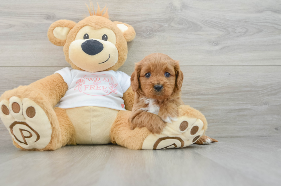 5 week old Cavapoo Puppy For Sale - Puppy Love PR