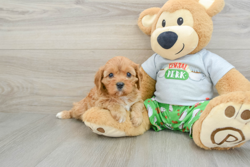 Cavapoo Puppy for Adoption