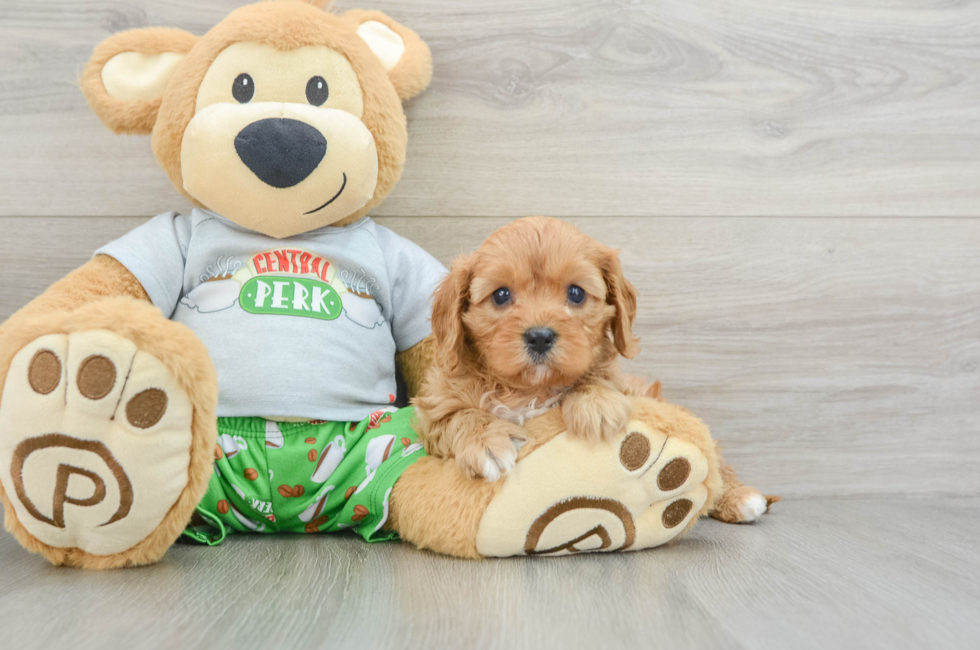 6 week old Cavapoo Puppy For Sale - Puppy Love PR