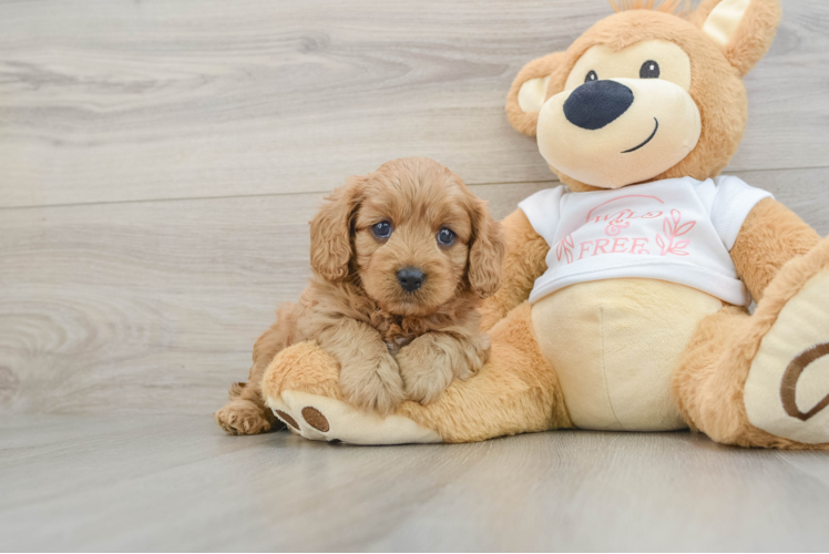 Best Cavapoo Baby