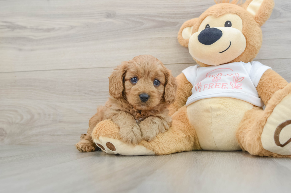 6 week old Cavapoo Puppy For Sale - Puppy Love PR