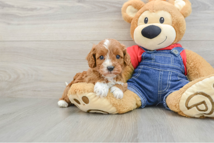 Small Cavapoo Baby