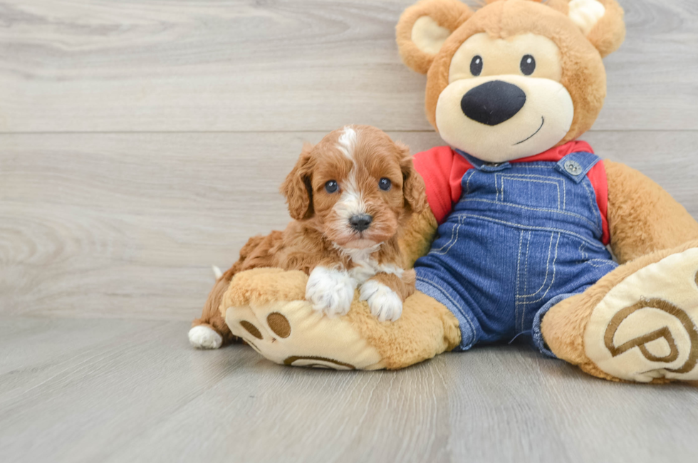 6 week old Cavapoo Puppy For Sale - Puppy Love PR