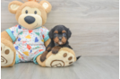 Cavapoo Puppy for Adoption