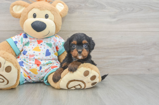 Cavapoo Puppy for Adoption