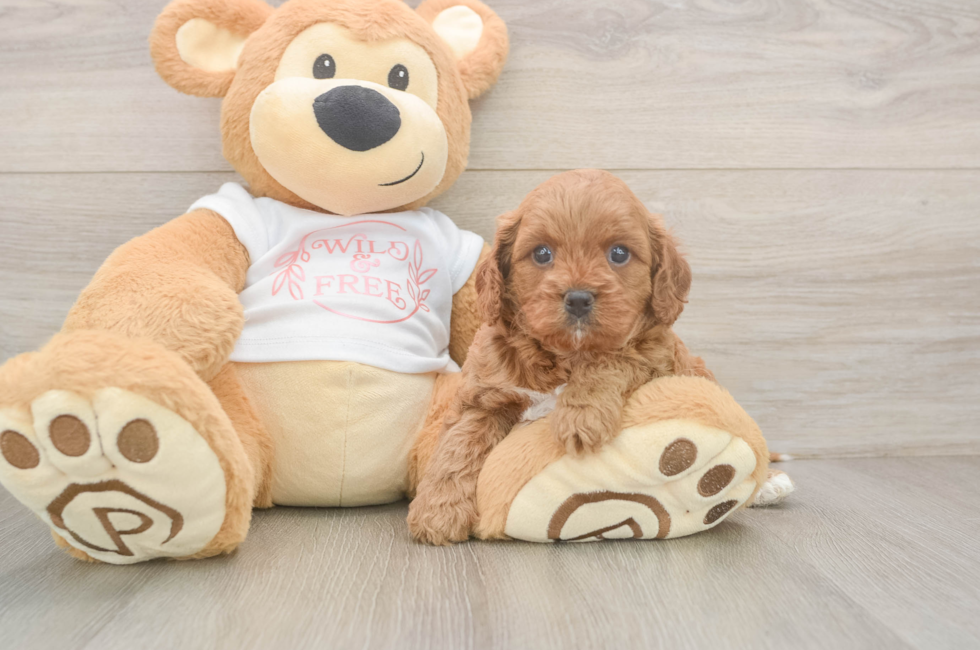 5 week old Cavapoo Puppy For Sale - Puppy Love PR
