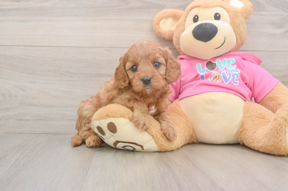 6 week old Cavapoo Puppy For Sale - Puppy Love PR