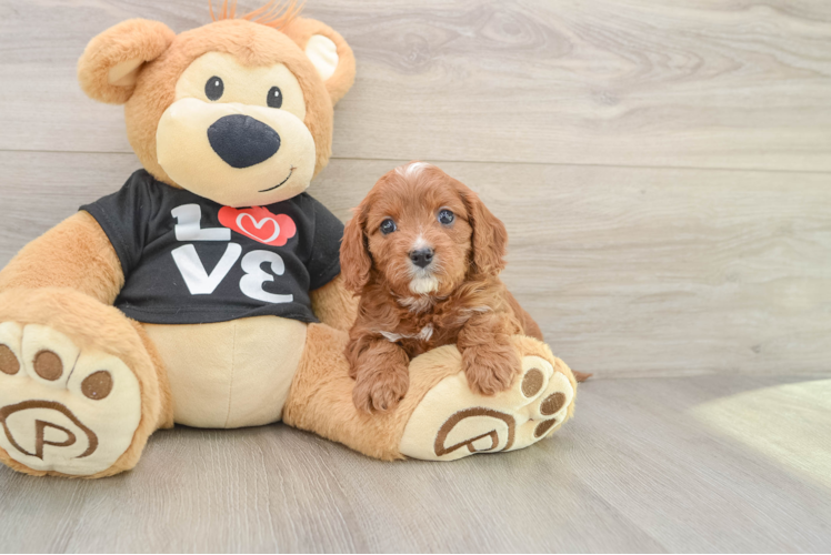 Funny Cavapoo Poodle Mix Pup