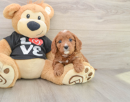 8 week old Cavapoo Puppy For Sale - Puppy Love PR