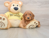 8 week old Cavapoo Puppy For Sale - Puppy Love PR