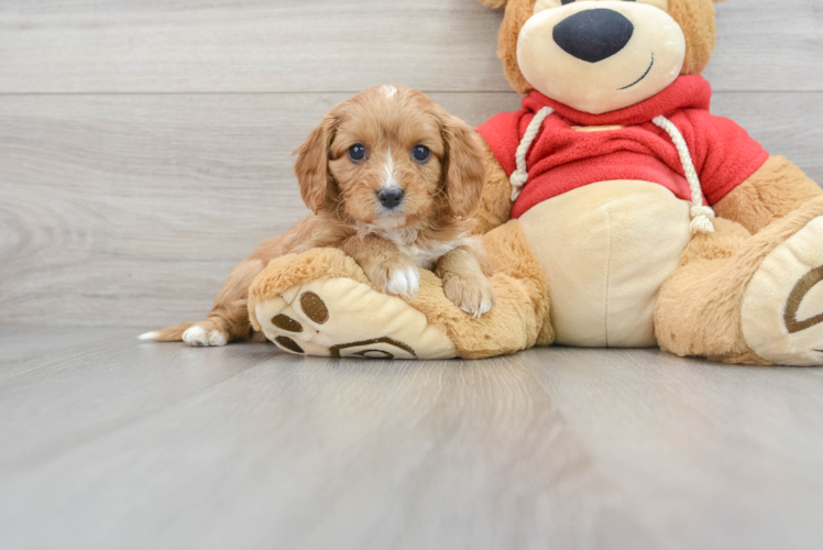 Cavapoo Pup Being Cute