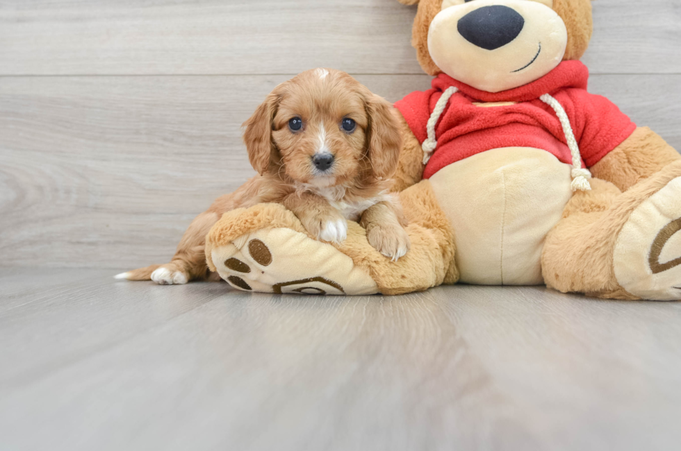 5 week old Cavapoo Puppy For Sale - Puppy Love PR