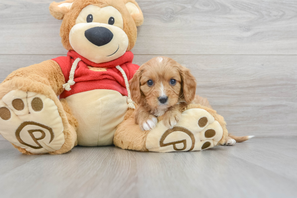 Best Cavapoo Baby
