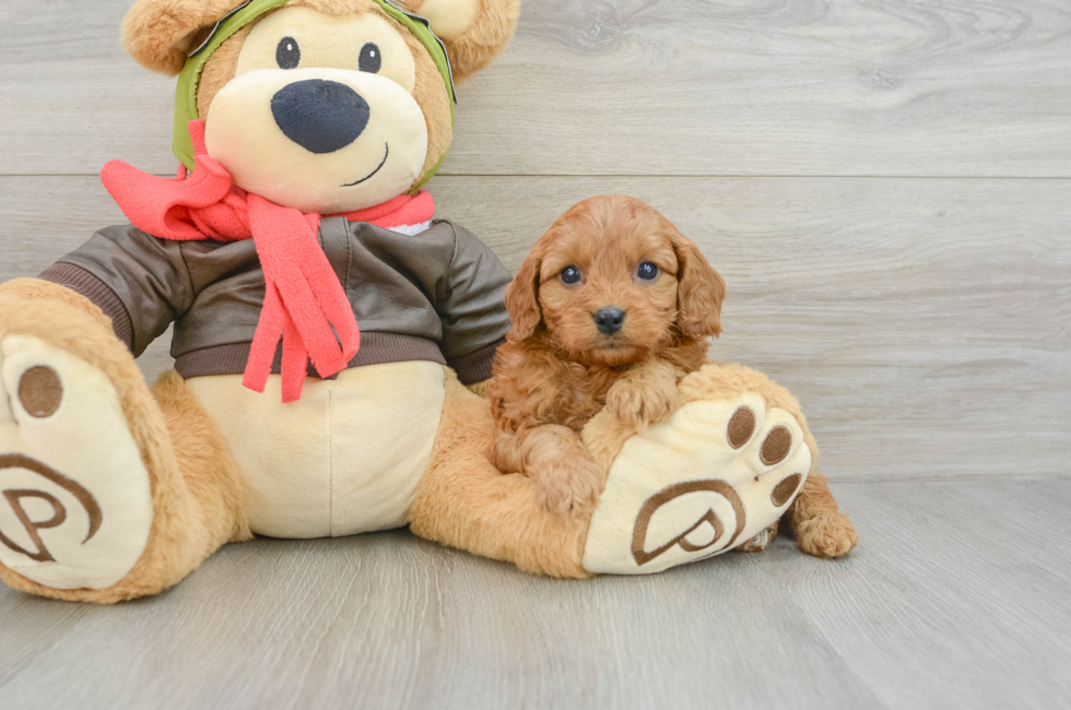 8 week old Cavapoo Puppy For Sale - Puppy Love PR