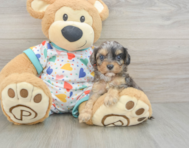 8 week old Cavapoo Puppy For Sale - Puppy Love PR