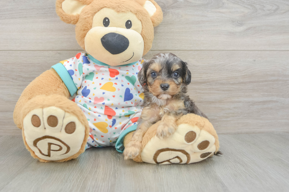 5 week old Cavapoo Puppy For Sale - Puppy Love PR