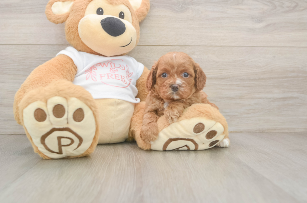 5 week old Cavapoo Puppy For Sale - Puppy Love PR
