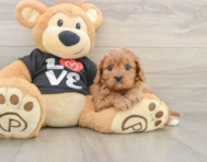 8 week old Cavapoo Puppy For Sale - Puppy Love PR