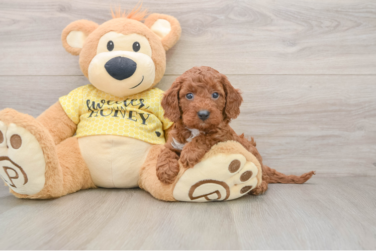 Adorable Cavalier King Charles Spaniel and Poodle Mix Poodle Mix Puppy