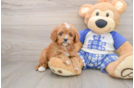 Funny Cavapoo Poodle Mix Pup