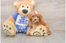 Friendly Cavapoo Baby