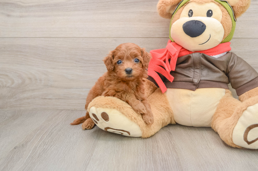 Best Cavapoo Baby