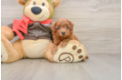 Best Cavapoo Baby